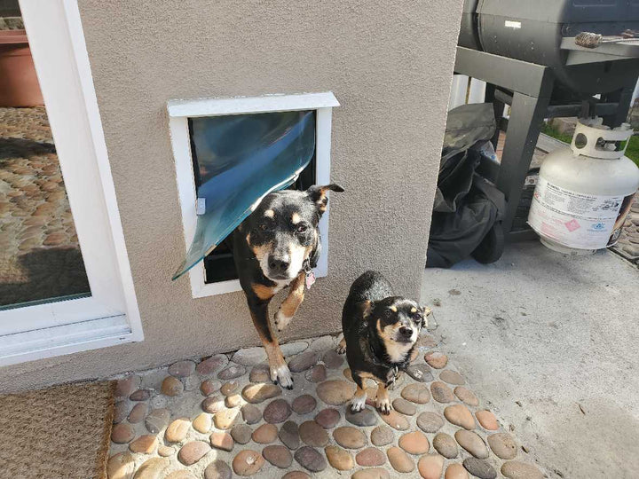 two dogs using a pet door